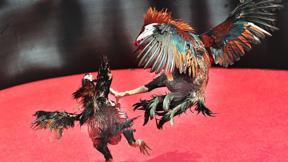 10 Superstitions of Cockfighting