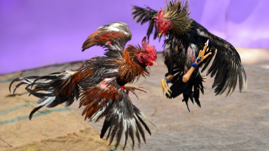 How Do Superstitions Work in Cockfighting